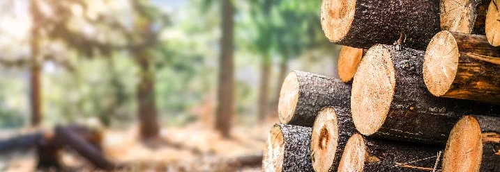 Stapel Baumstämme im Wald